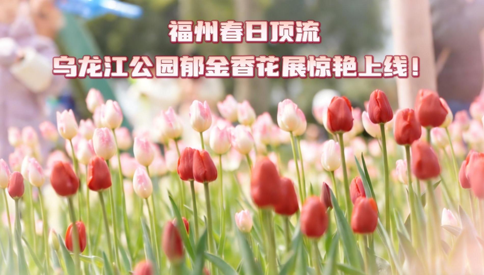福州春日顶流，乌龙江公园郁金香花展惊艳上线！
