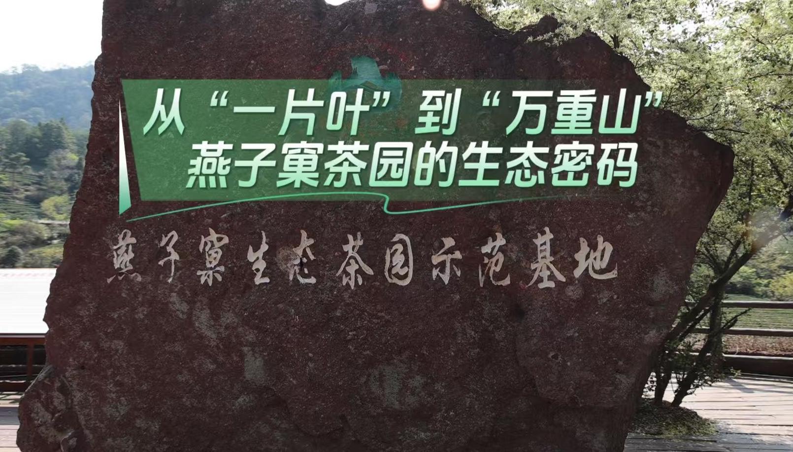 春天的回响 | 从“一片叶”到“万重山”，燕子窠茶园的生态密码